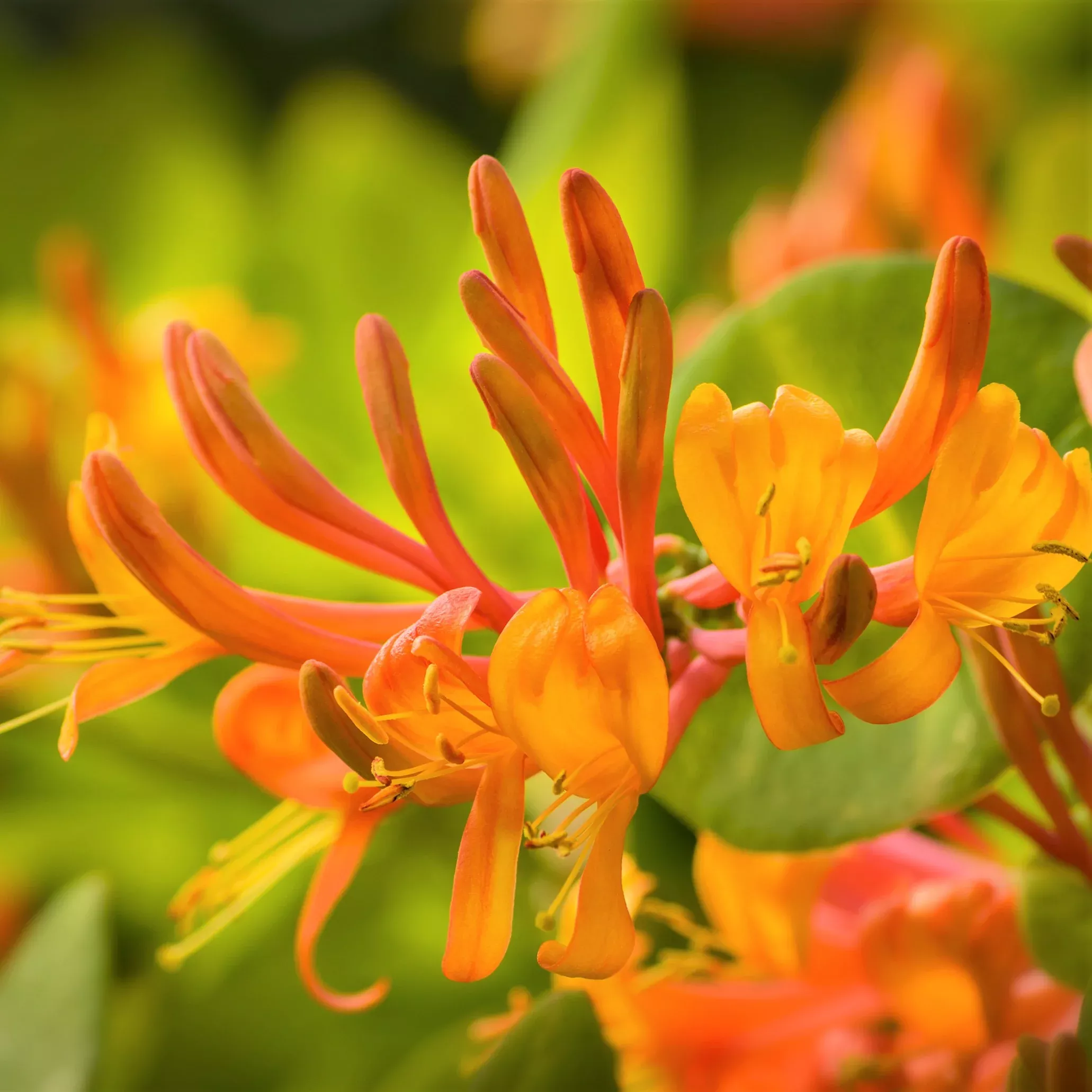 Honeysuckle - Mandarin
