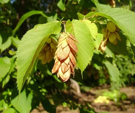 Hophornbeam, American (Ironwood), Bare Root