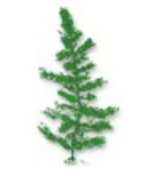 Hornwort