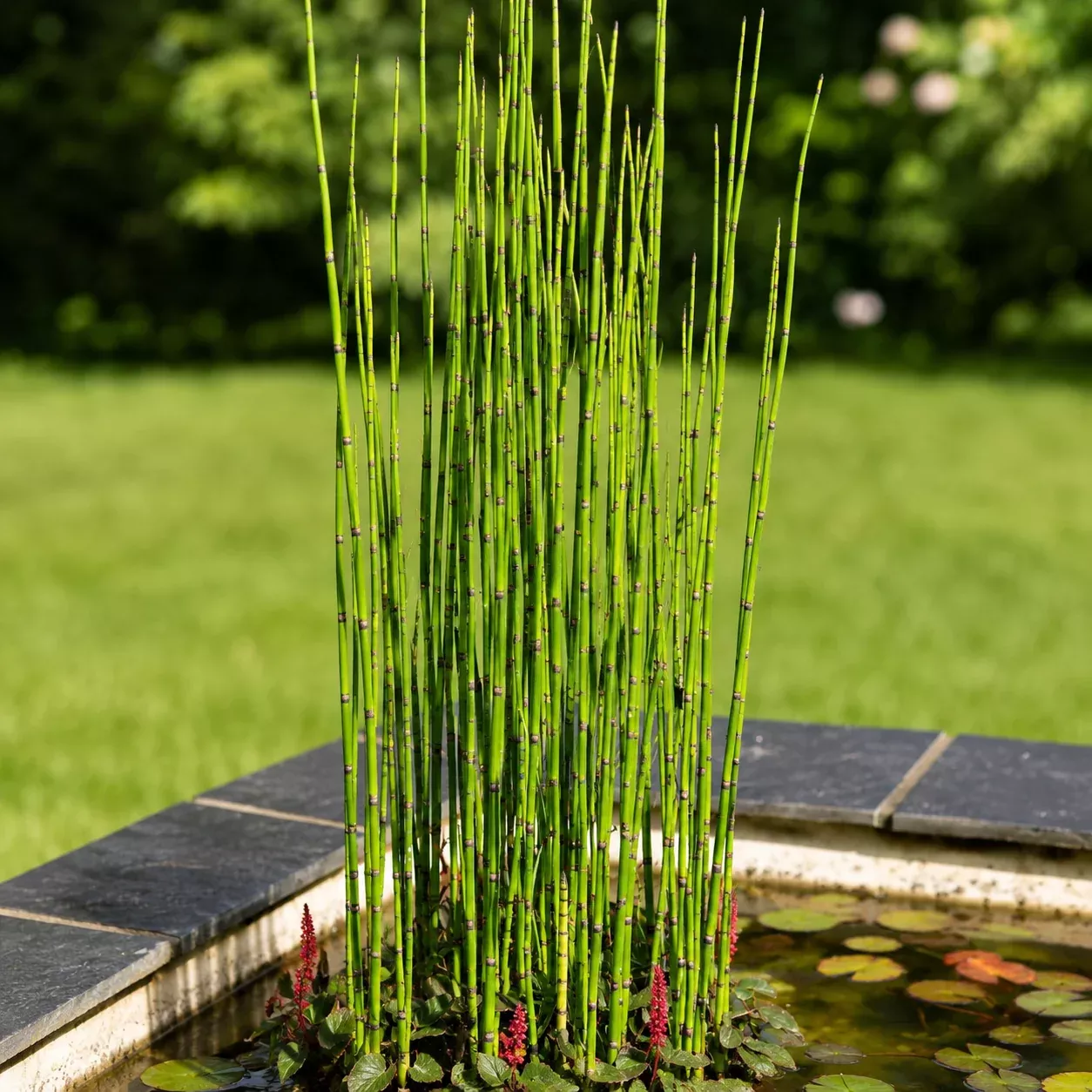 Horsetail Plant