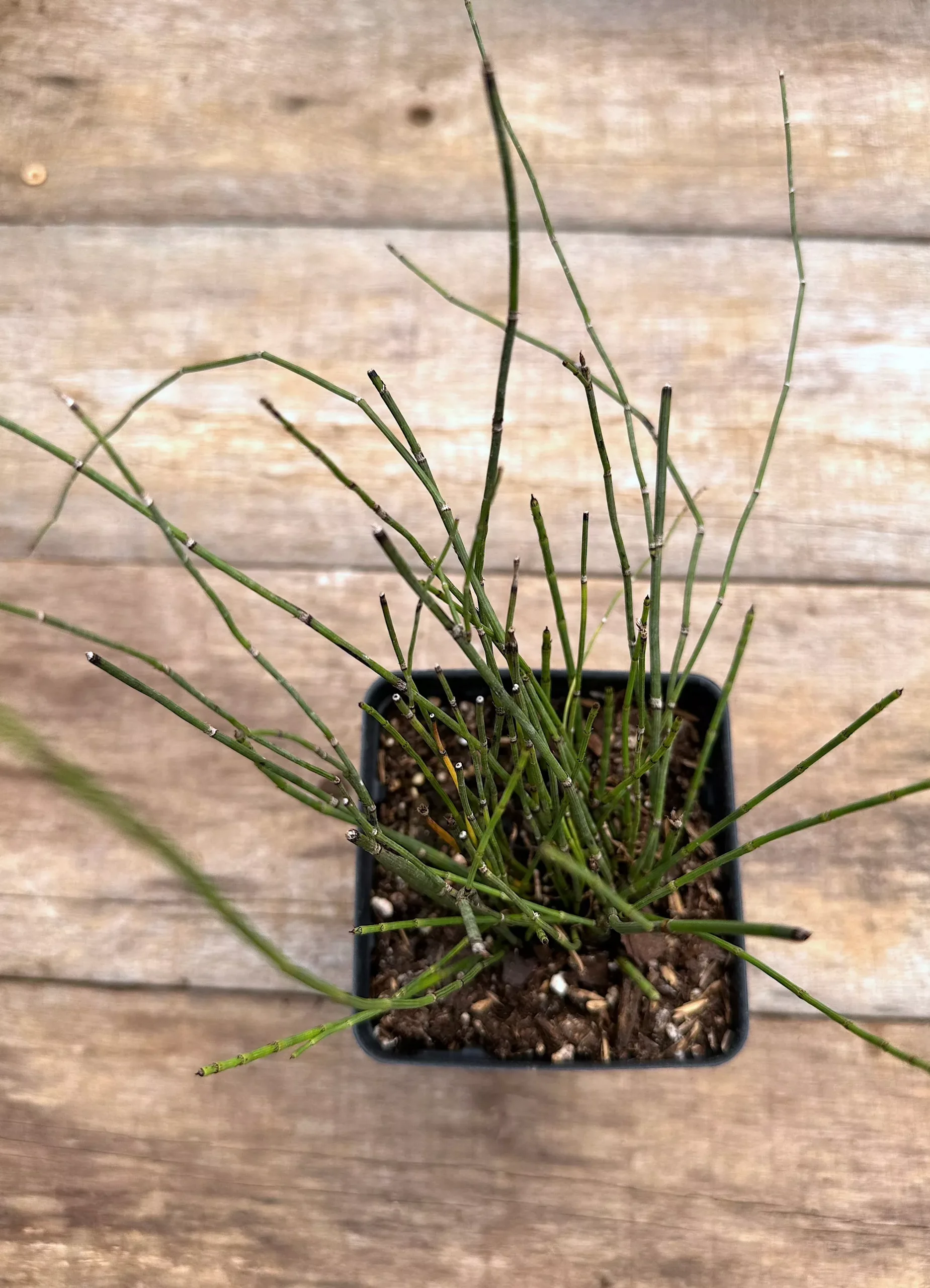Horsetail
