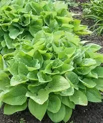 Hosta ‘August Moon’