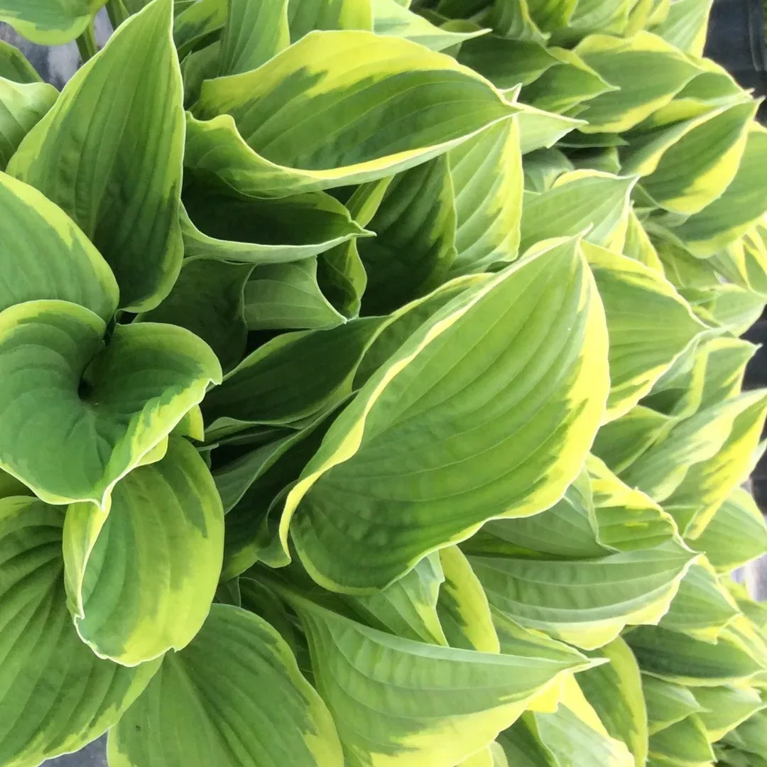 Hosta 'Aureomarginata'