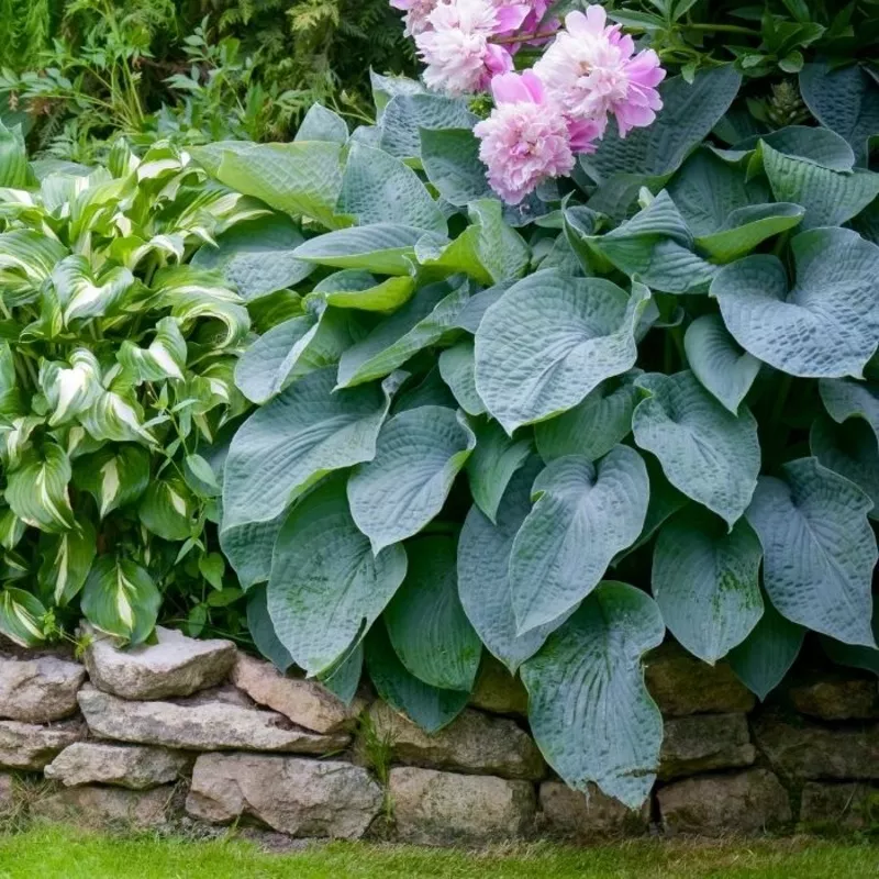 Hosta 'Blue Angel'