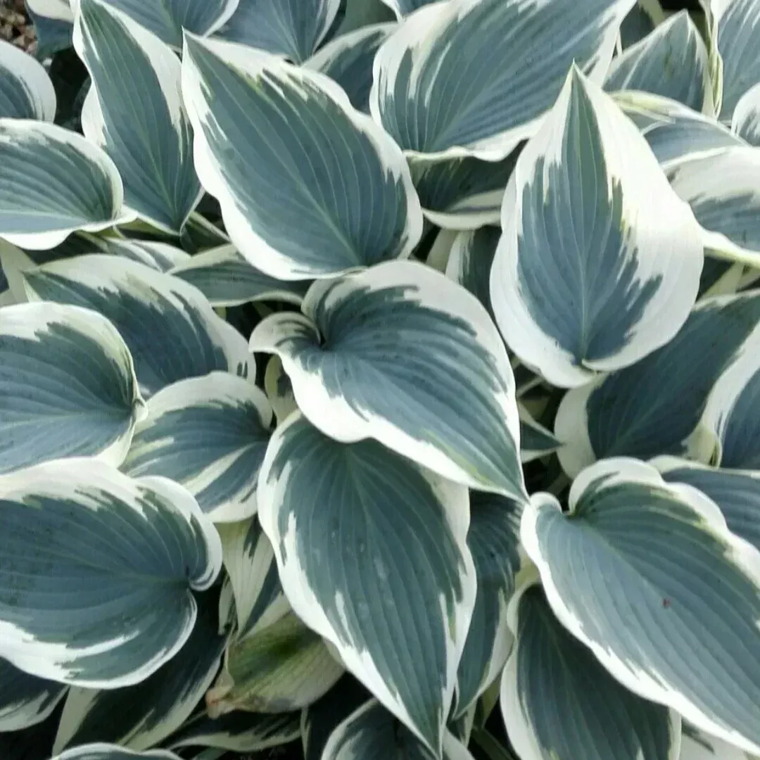 Hosta 'Blue Ivory'