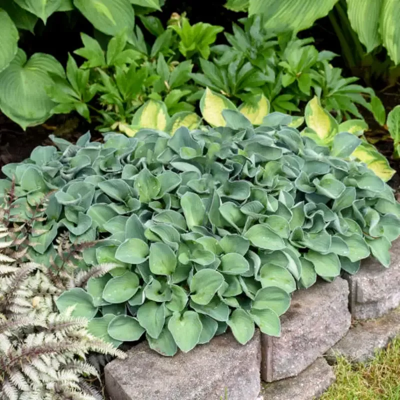 Hosta 'Blue Mouse Ears'