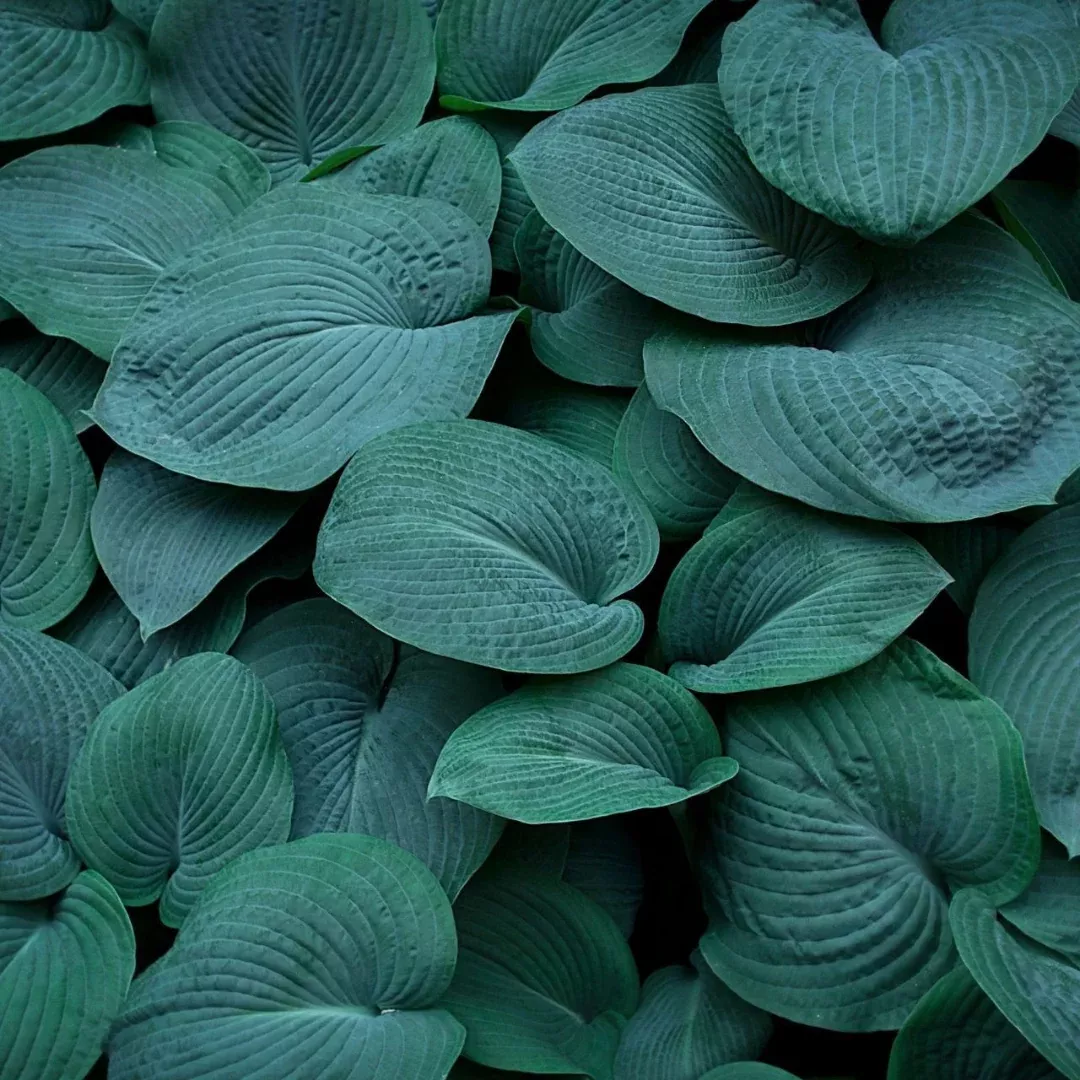 Hosta 'Bressingham Blue'