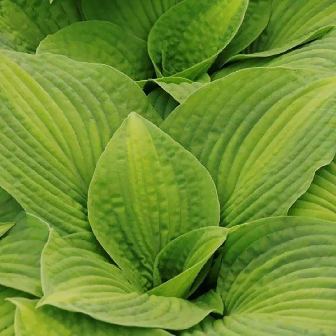 Hosta 'Brother Stefan'