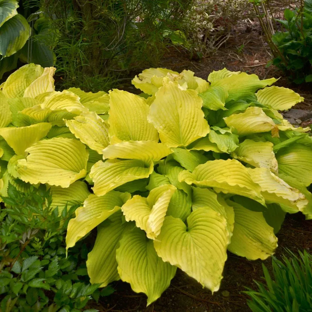Hosta 'Coast to Coast'