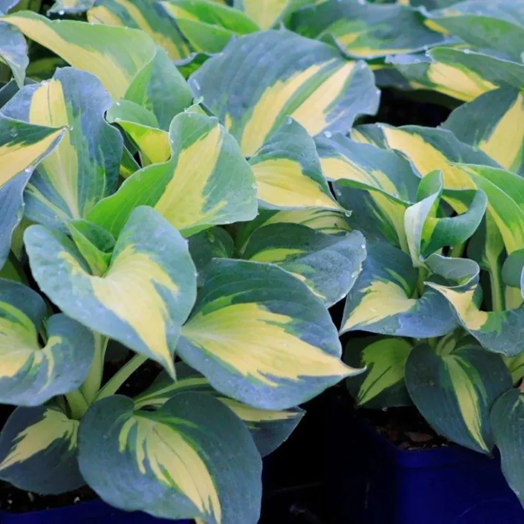 Hosta 'Dream Weaver'