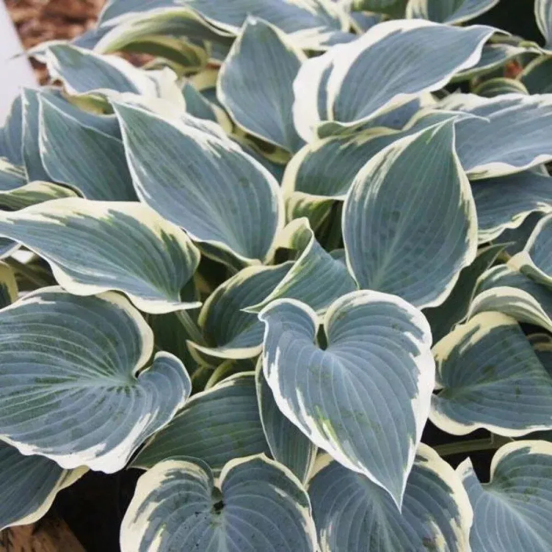 Hosta 'El Nino'