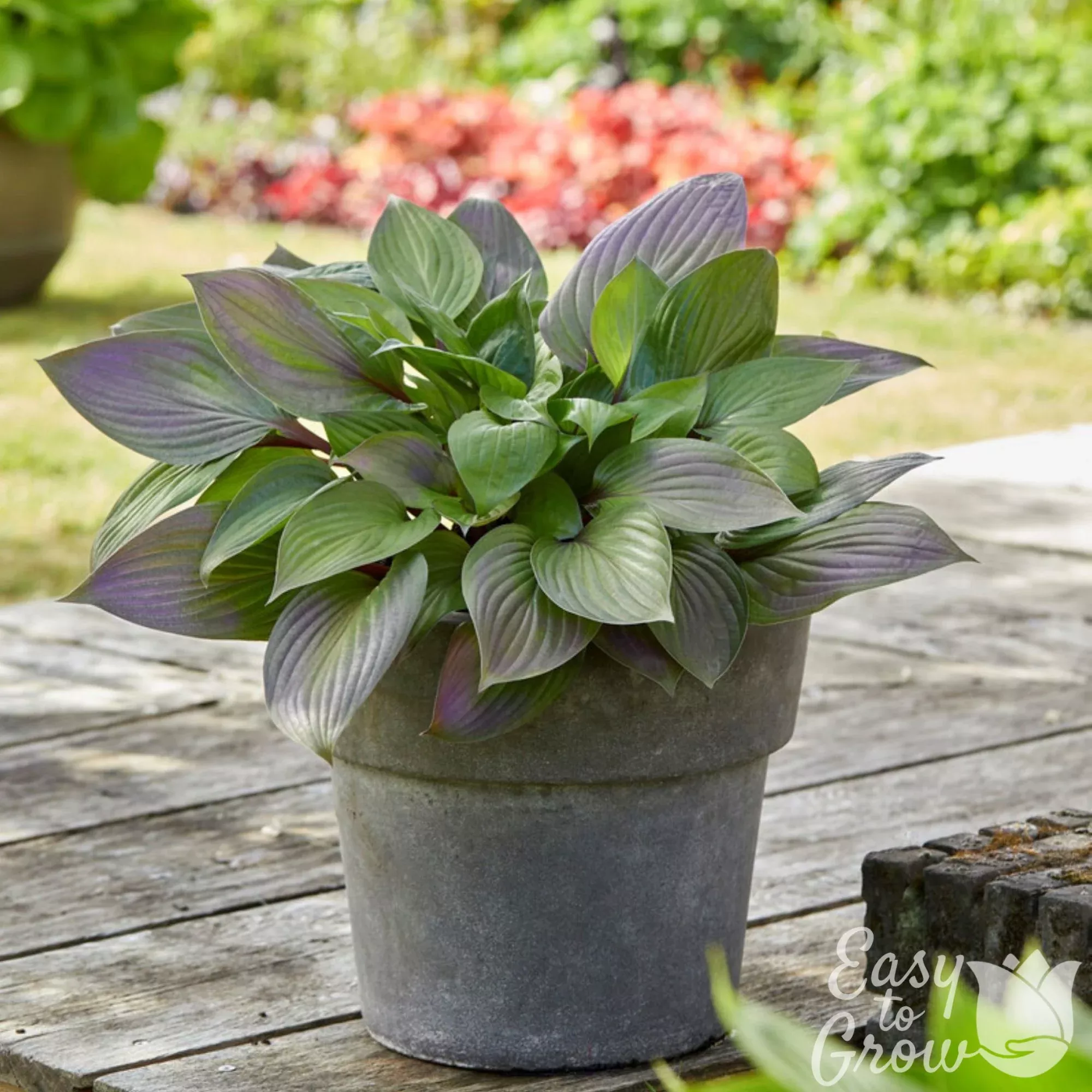 Hosta - First Blush