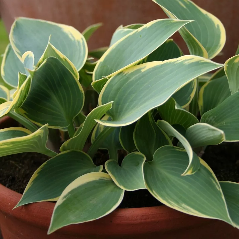 Hosta 'First Frost'