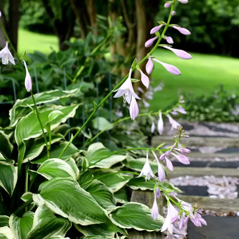 Hosta - Francee