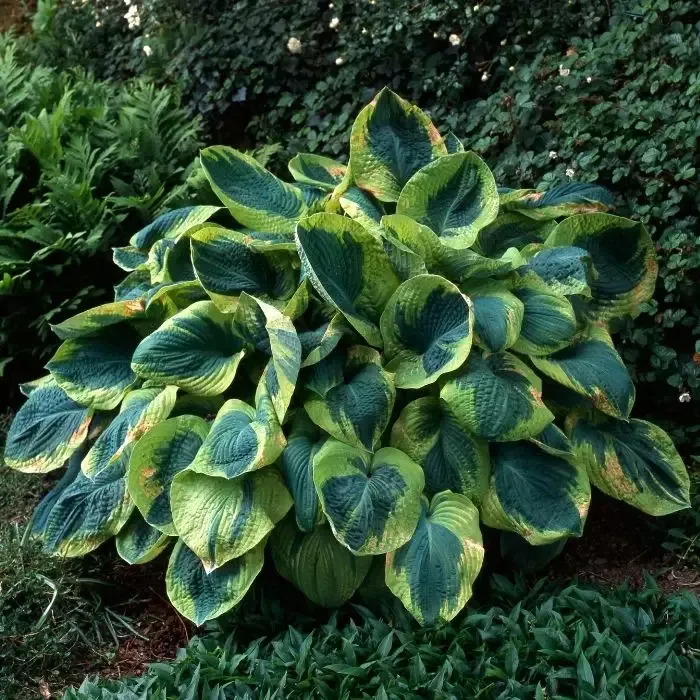 Hosta – Frances Williams