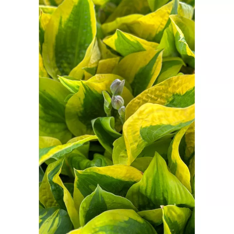 Hosta - Glad Rags