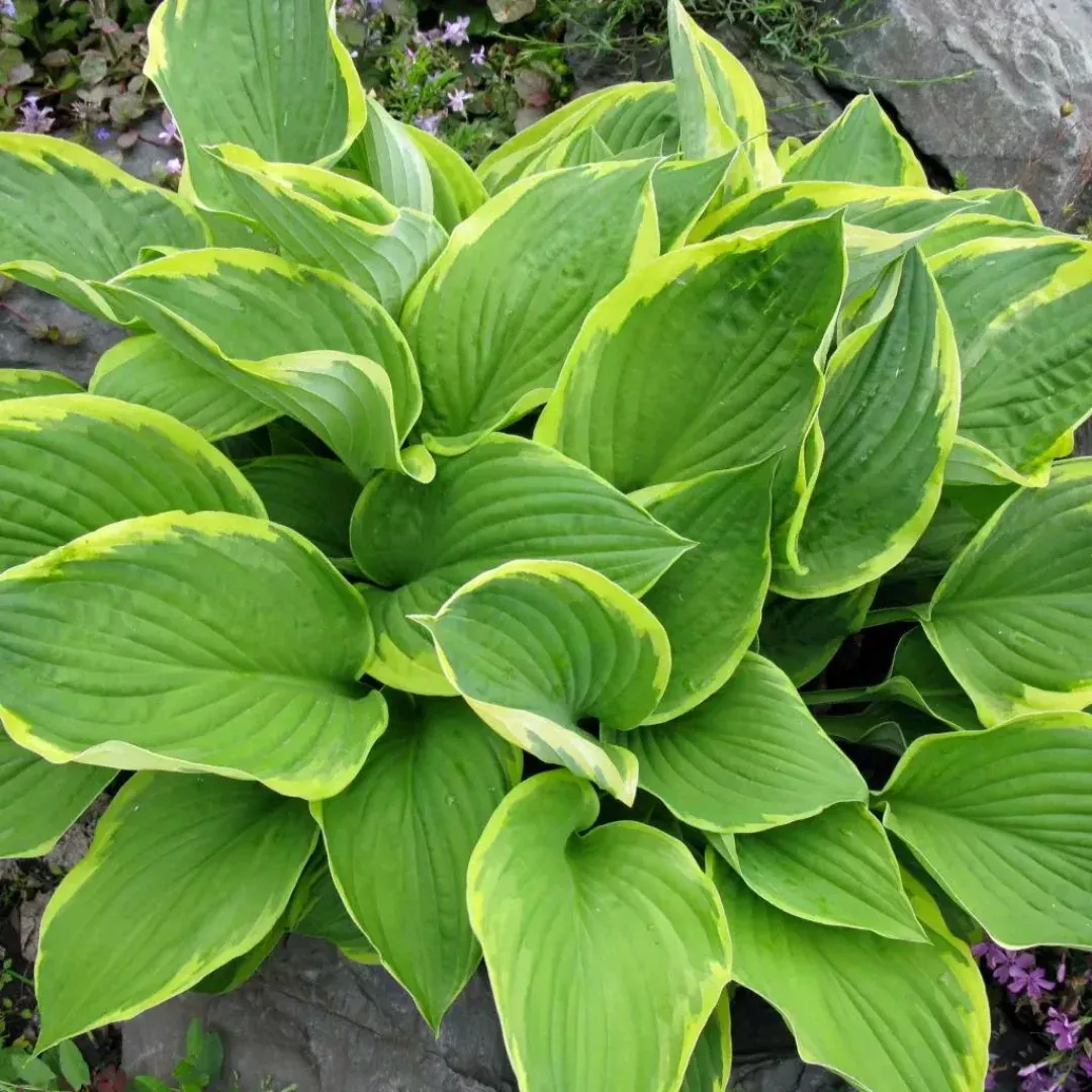 Hosta 'Golden Tiara'