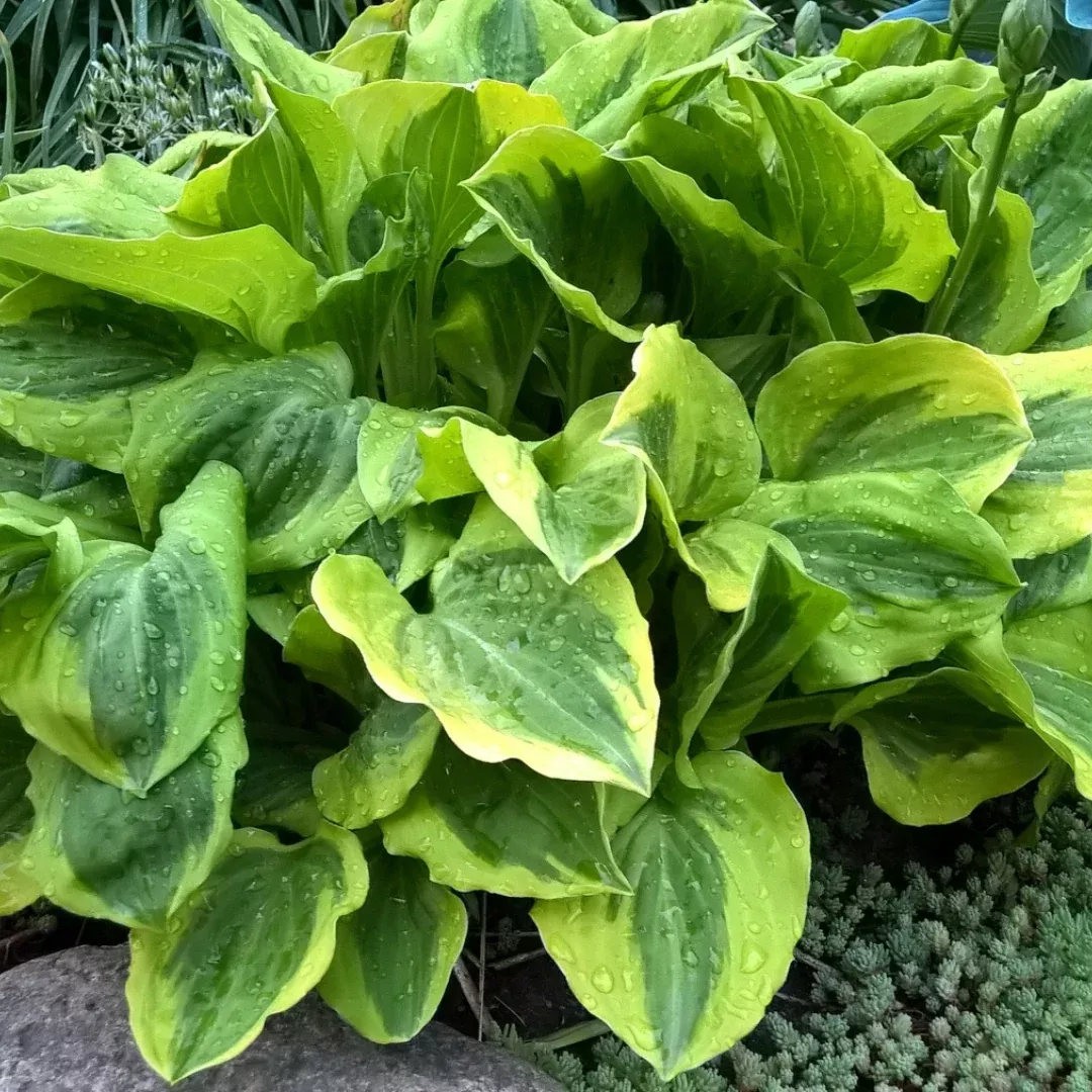 Hosta 'Grand Tiara'