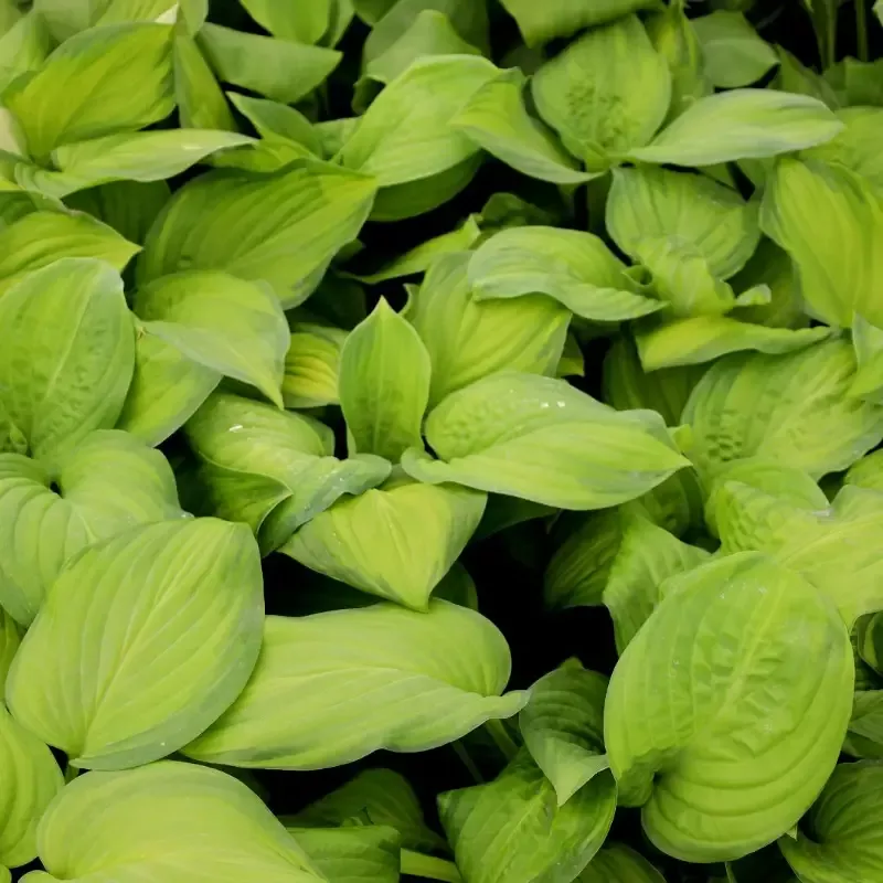 Hosta - Guacamole