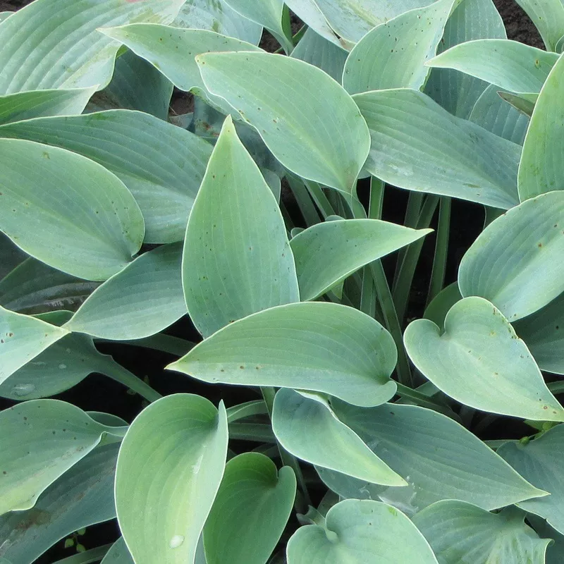 HOSTA HALCYON