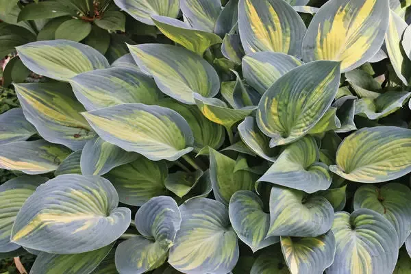 Hosta 'June'