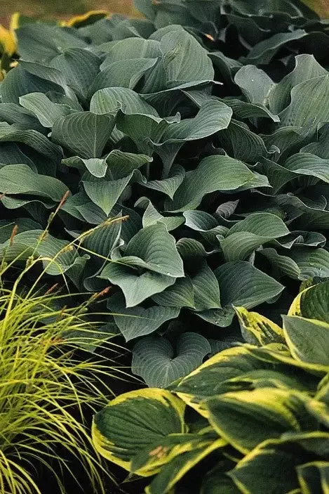 Hosta 'Krossa Regal'