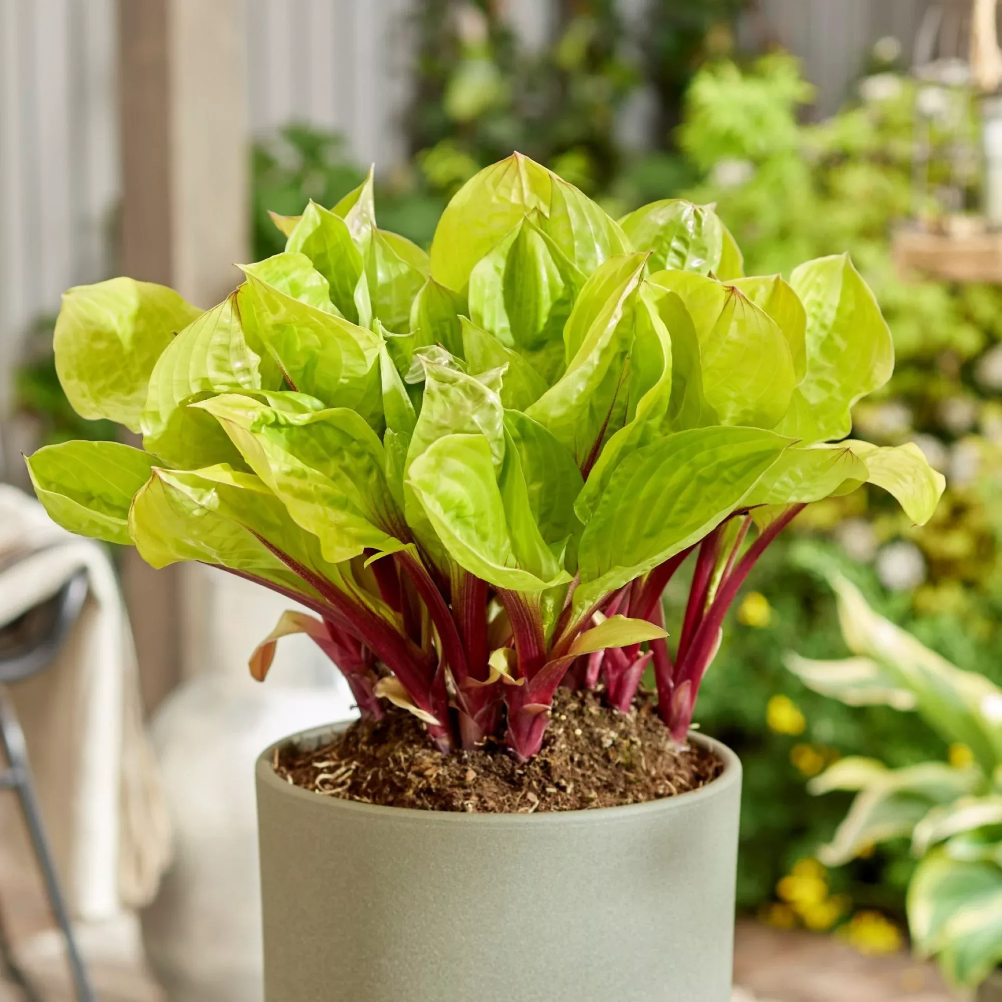 Hosta - Lemon Snap