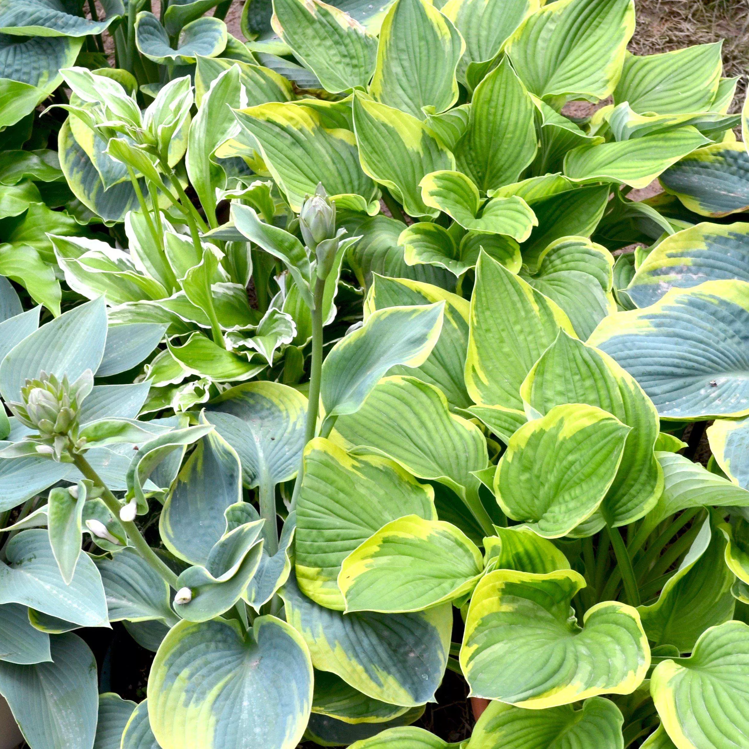 Hosta - Made in the Shade Collection