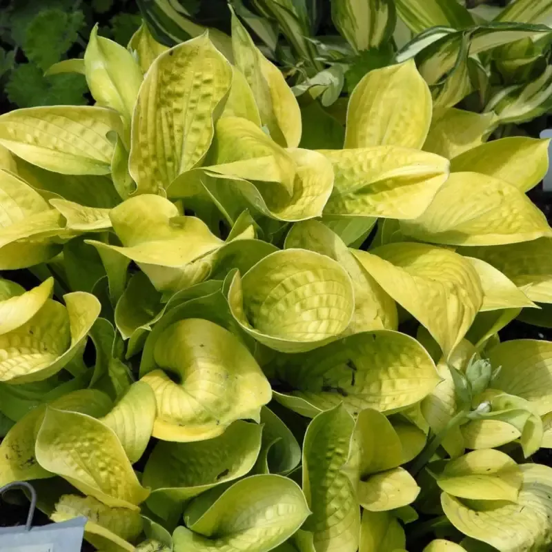 Hosta 'Maui Buttercups'