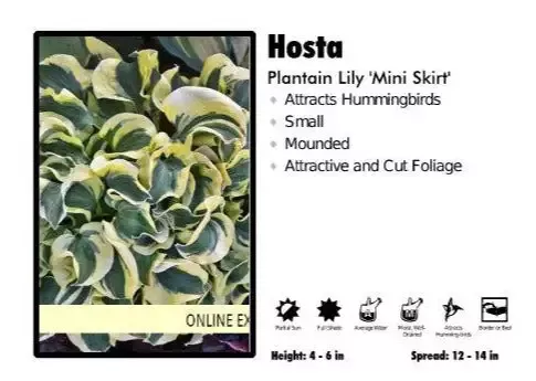 Hosta 'Mini Skirt'