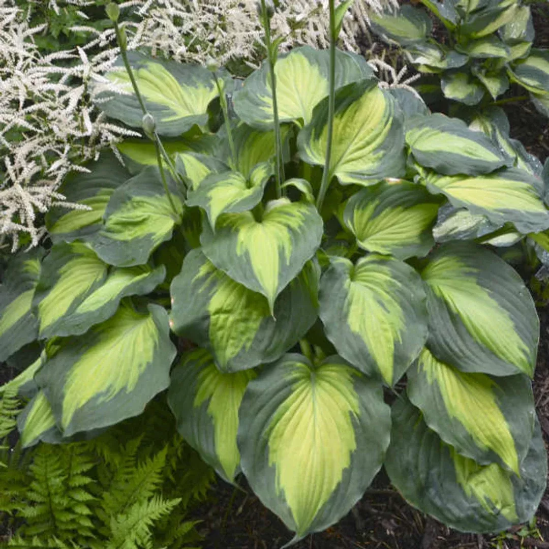 Hosta 'Old Glory'