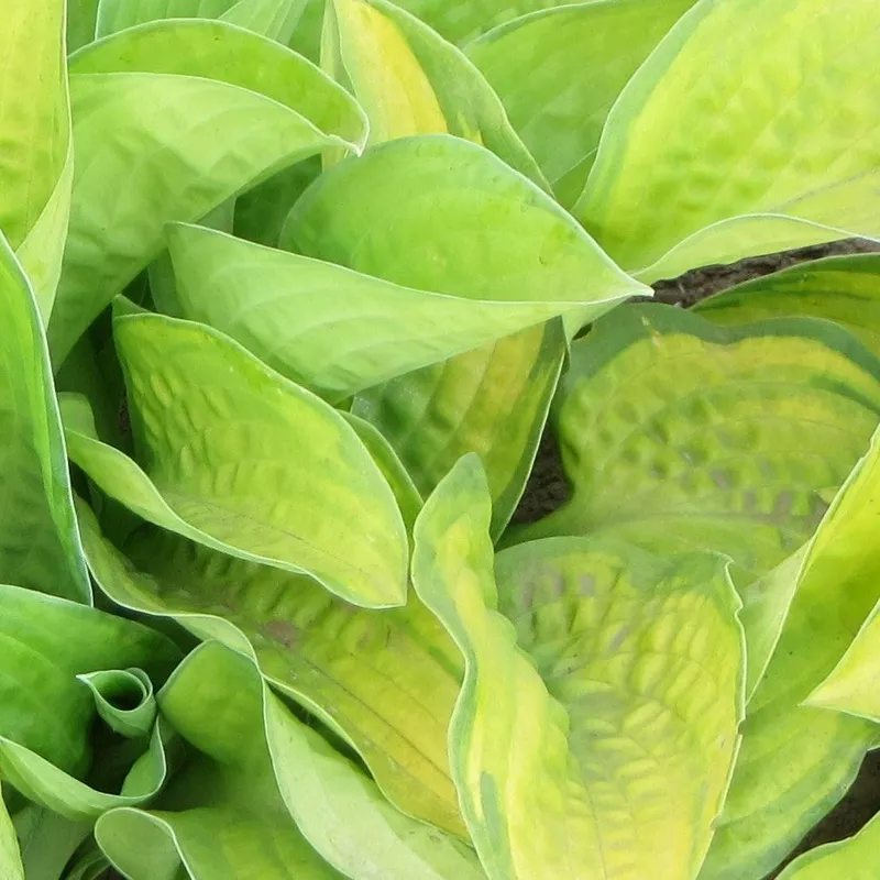 Hosta 'Paradigm'