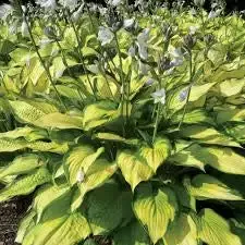 Hosta 'Paul's Glory'