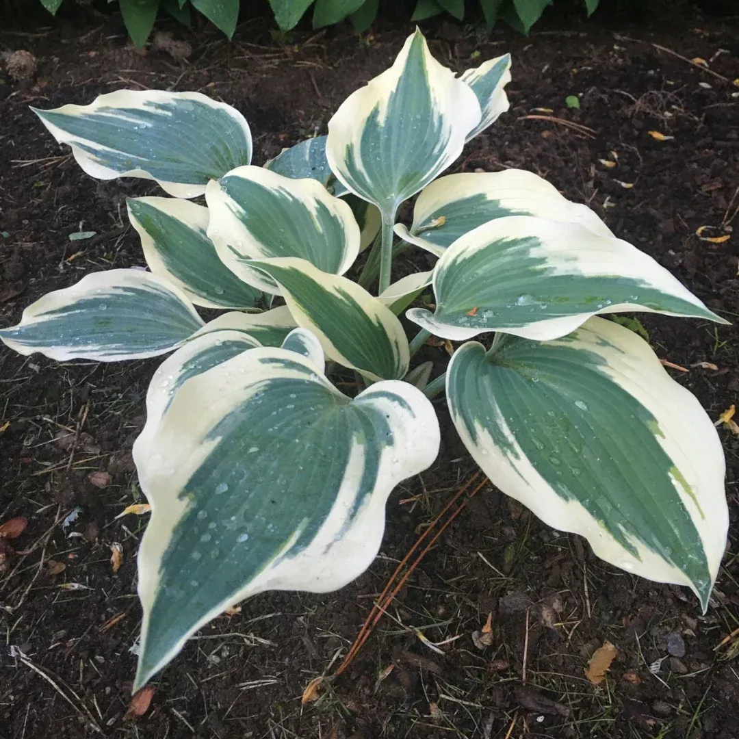 Hosta 'Pilgrim'
