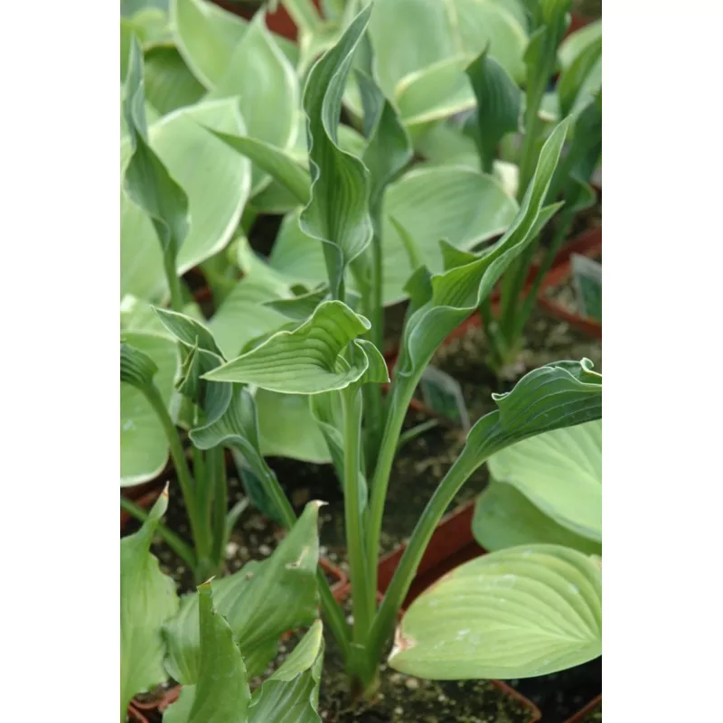 Hosta 'Praying Hands'