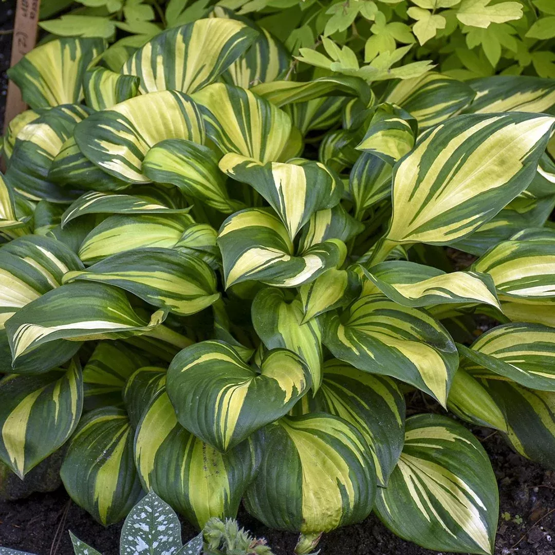 Hosta 'Rainbows End'