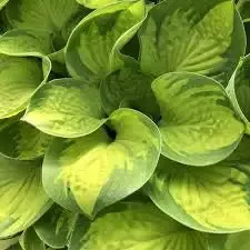 Hosta 'Rainforest Sunrise'