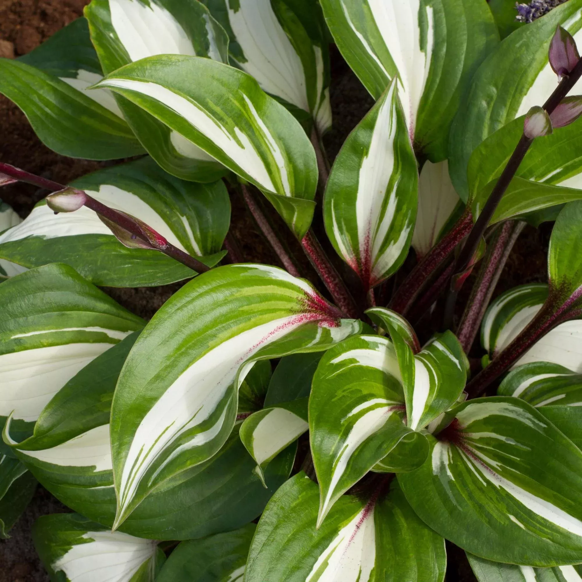 Hosta - Raspberry Sundae