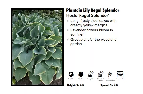 Hosta - Regal Splendor
