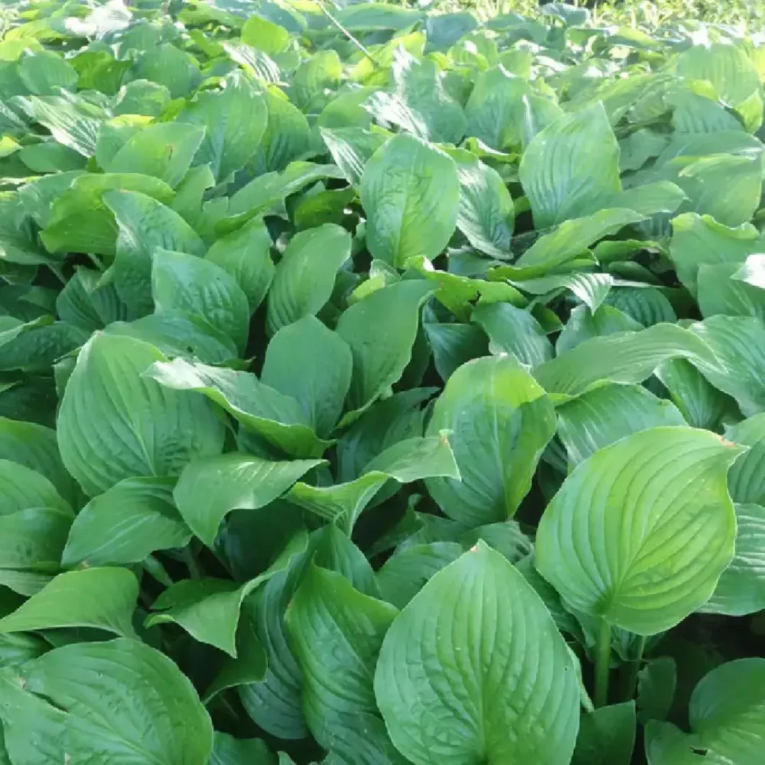 Hosta 'Royal Standard'
