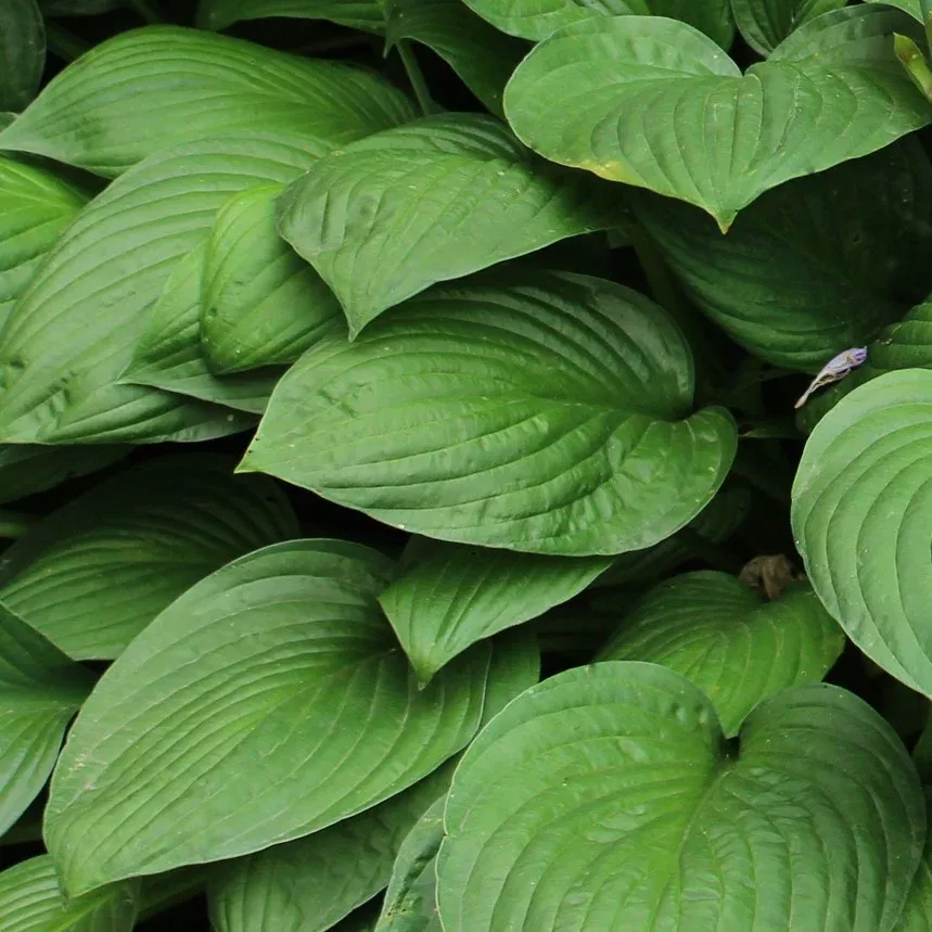 Hosta - Sieboldiana Elegans