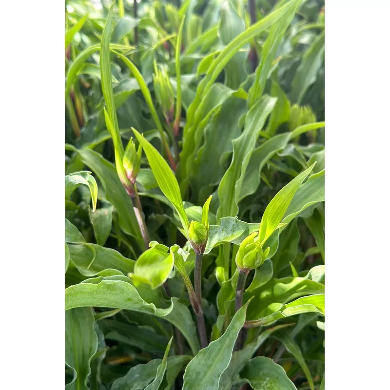 Hosta 'Silly String'