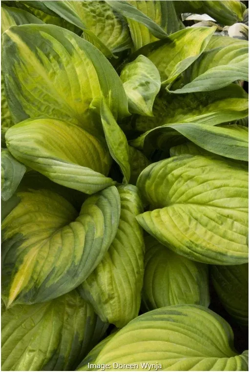 Hosta - Stained Glass