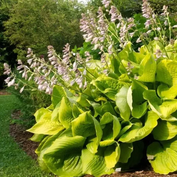 Hosta - Sum and Substance