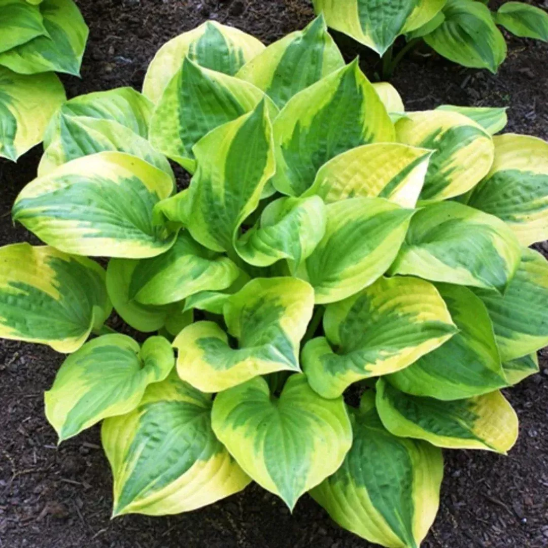 Hosta 'Summer Breeze'