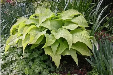Hosta 'Sun Power'