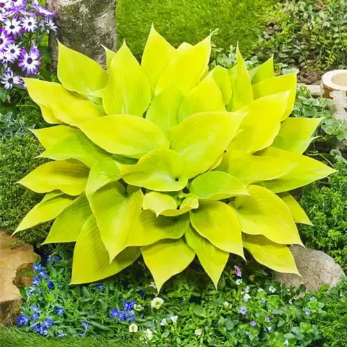 Hosta 'Sunny Halcyon'