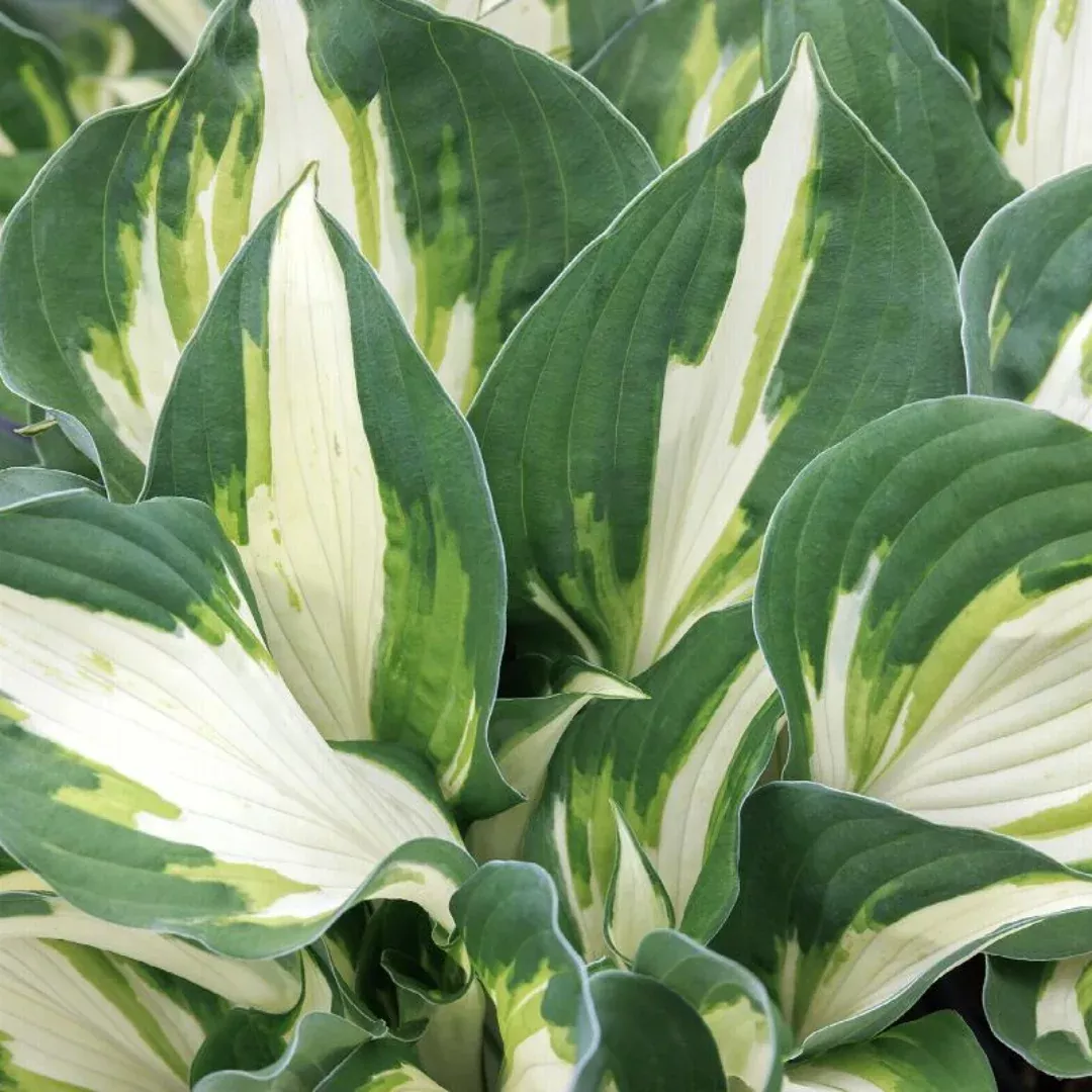 Hosta 'Vulcan'