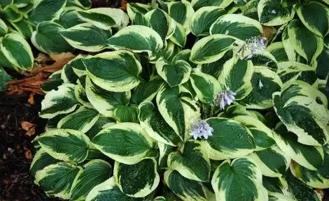 Hosta 'Wide Brim'