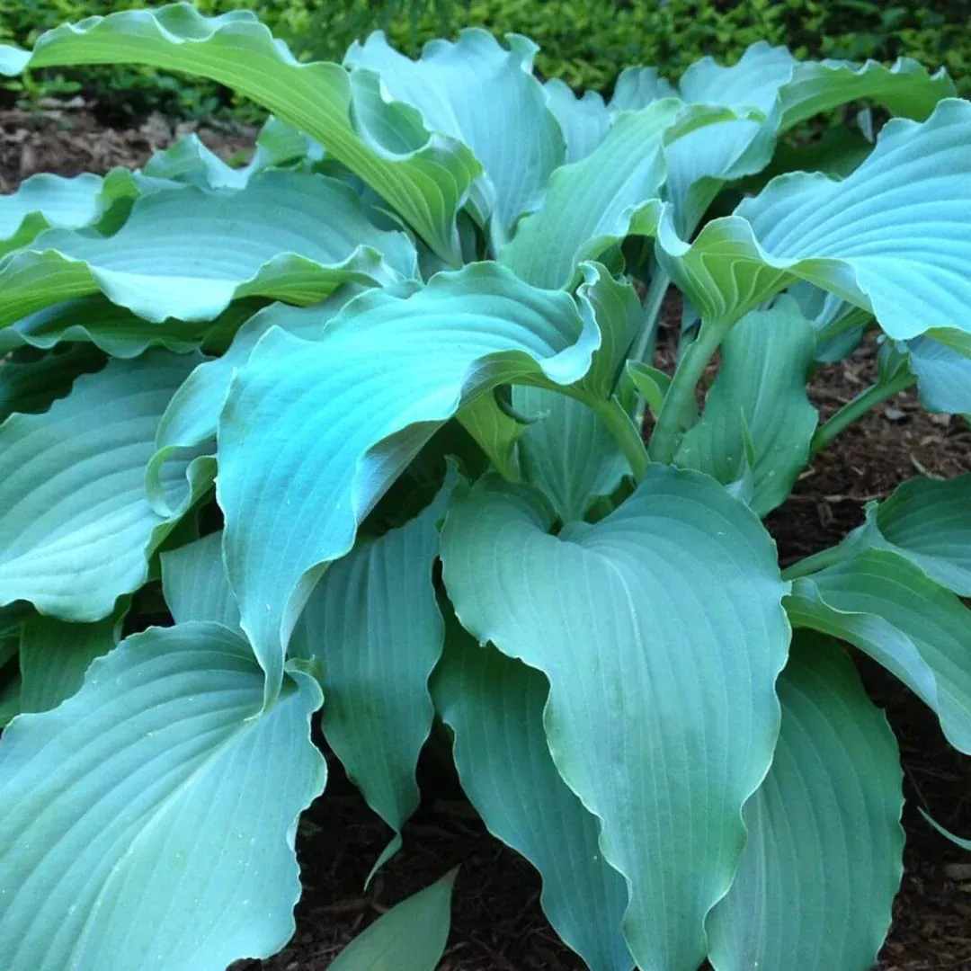 Hosta 'Wind Beneath My Wings'